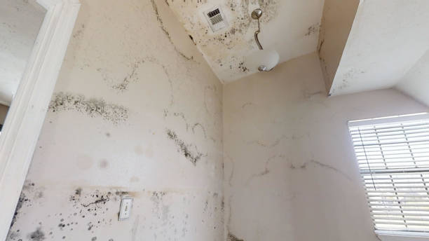 Best Dehumidification Services  in Ignacio, CO