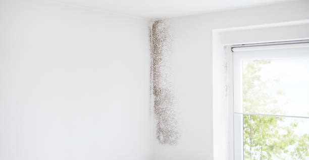 Best Mold Removal for HVAC Installations  in Ignacio, CO