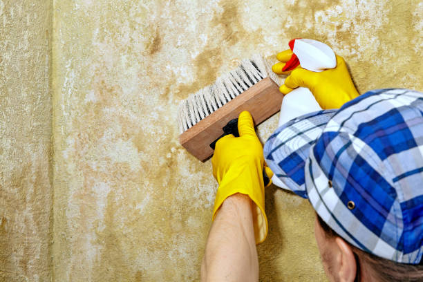 Best Environmental Consulting for Mold Prevention  in Ignacio, CO
