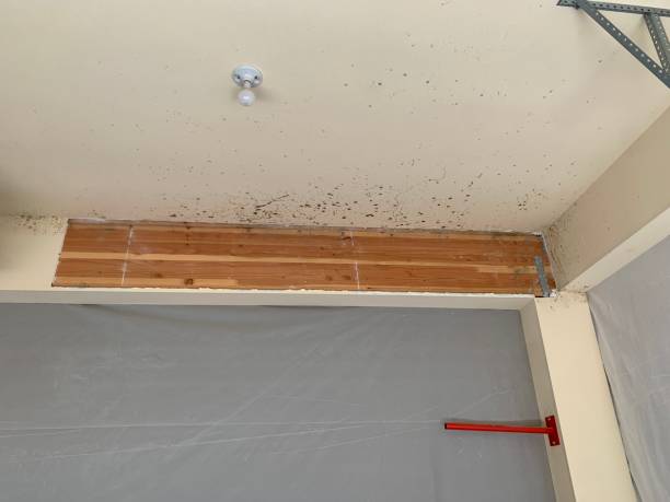 Best Commercial Mold Inspection  in Ignacio, CO
