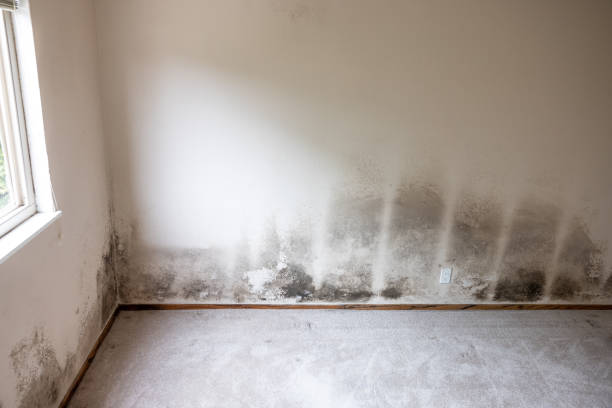 Best Mold Damage Restoration  in Ignacio, CO