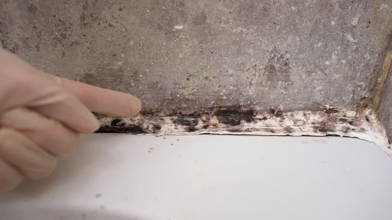 Best Real Estate Mold Inspection  in Ignacio, CO