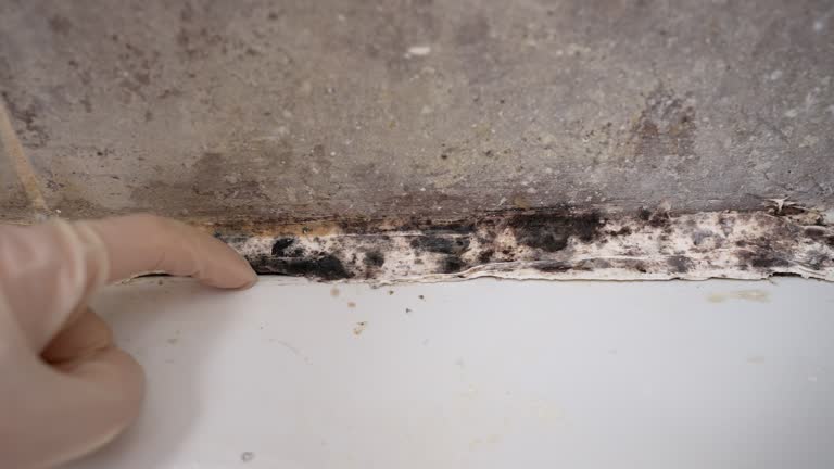Best Post-Construction Mold Inspection  in Ignacio, CO