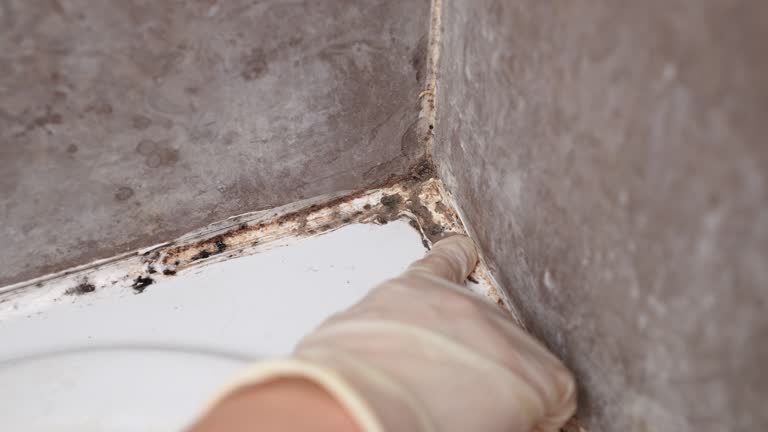 Best Black Mold Removal  in Ignacio, CO